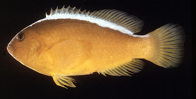 Amphiprion sandaracinos