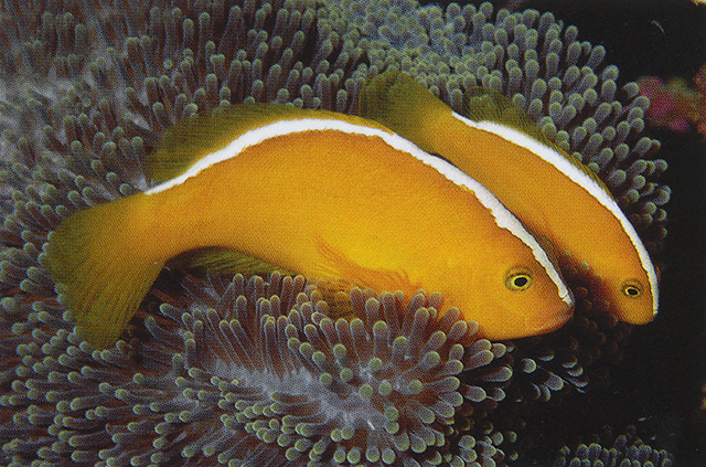 Amphiprion sandaracinos