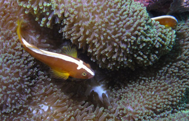 Amphiprion sandaracinos