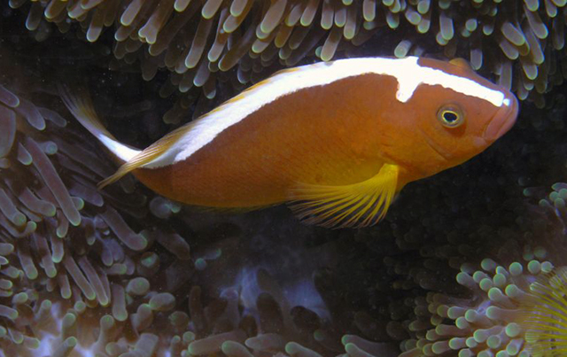 Amphiprion sandaracinos