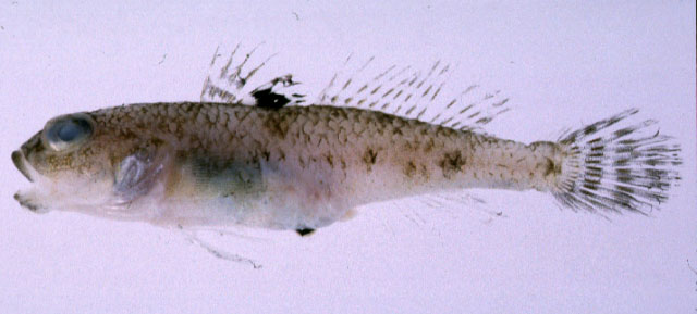 Amblychaeturichthys sciistius