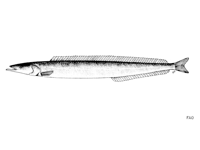 Ammodytes tobianus