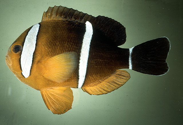 Amphiprion tricinctus