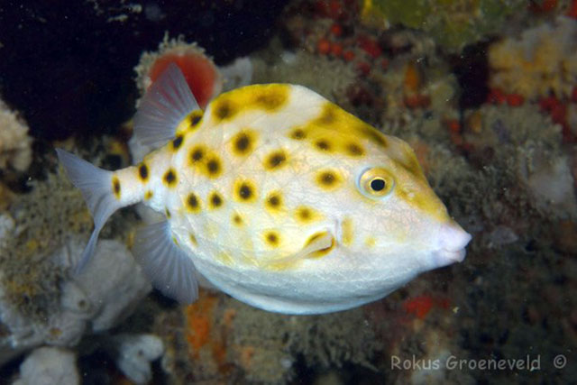 Anoplocapros amygdaloides