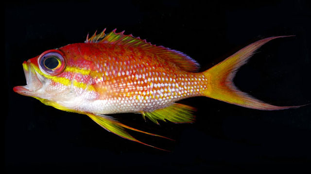 Anthias asperilinguis