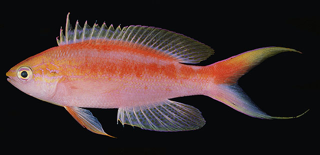 Pyronotanthias aurulentus