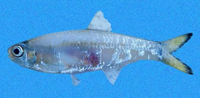 Anchoviella balboae