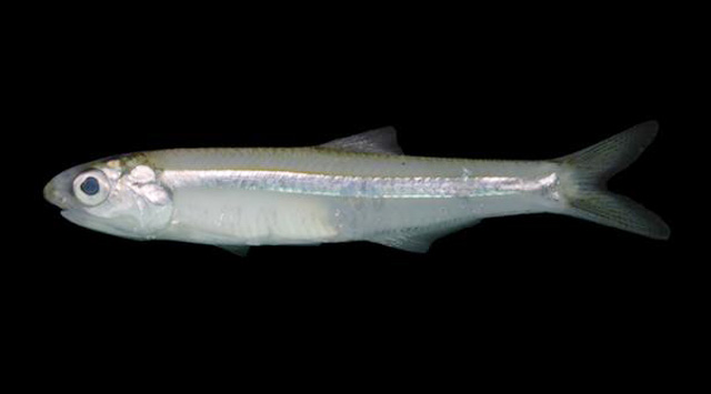 Anchoviella brevirostris