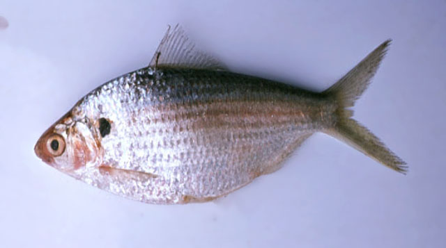 Anodontostoma chacunda