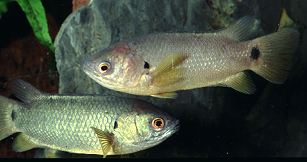 Anabas cobojius