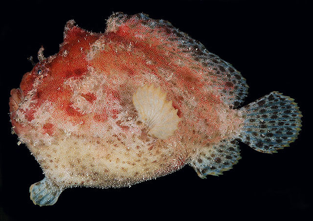 Abantennarius coccineus