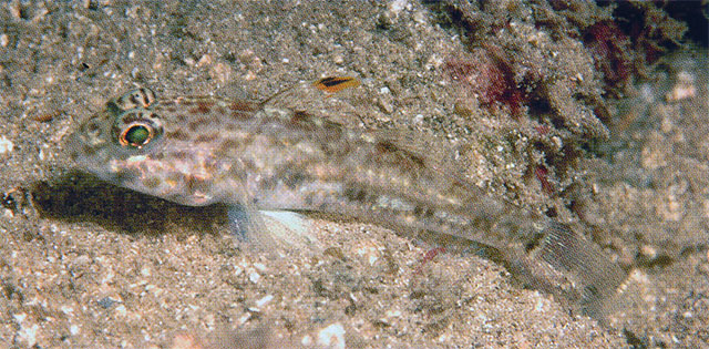 Ancistrogobius dipus