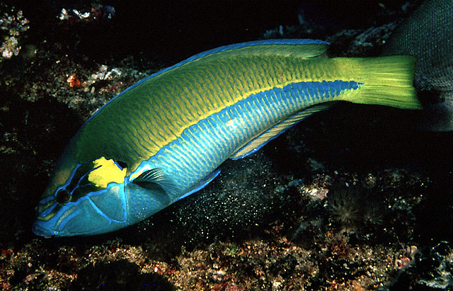 Anampses elegans