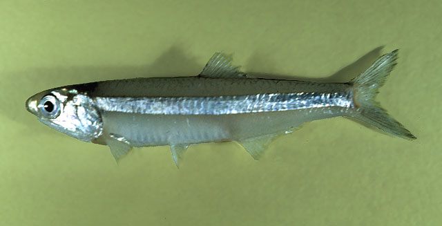 Anchoa hepsetus