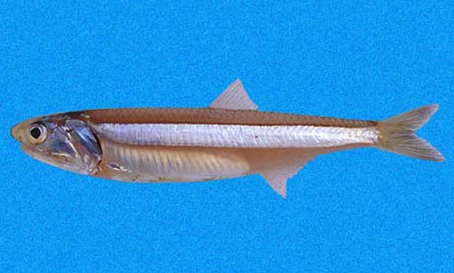 Anchoa ischana