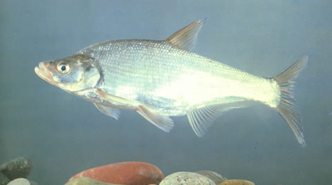 Ancherythroculter kurematsui