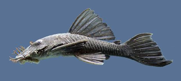 Ancistrus leucostictus