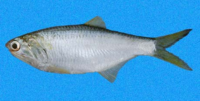 Anchovia macrolepidota