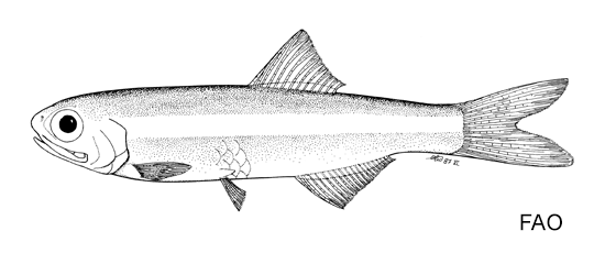 Anchoviella manamensis