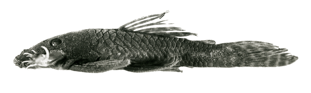 Ancistrus minutus