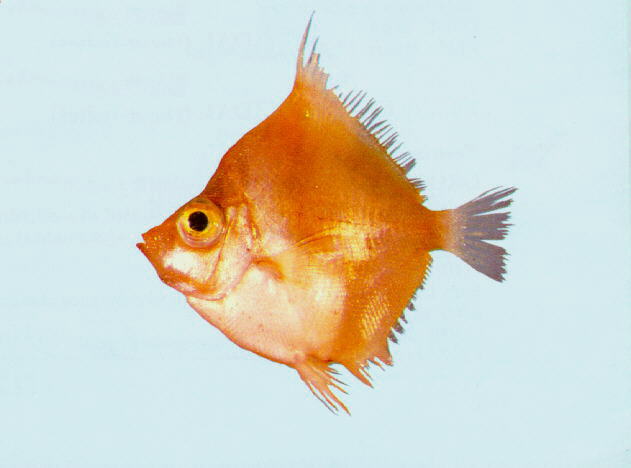 Antigonia rhomboidea