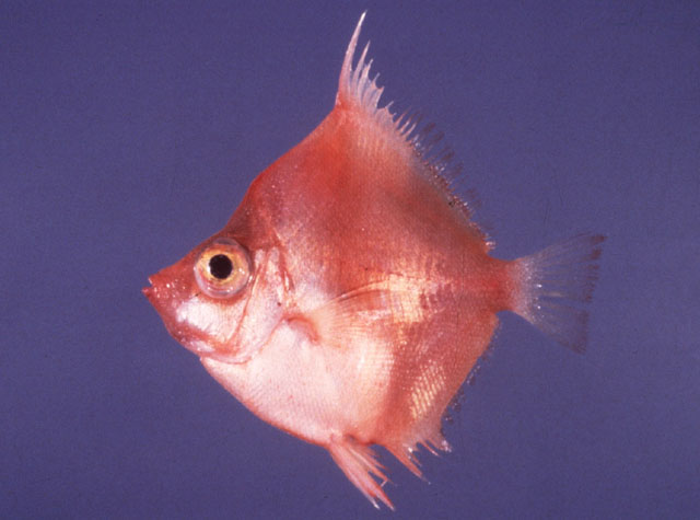 Antigonia rubescens