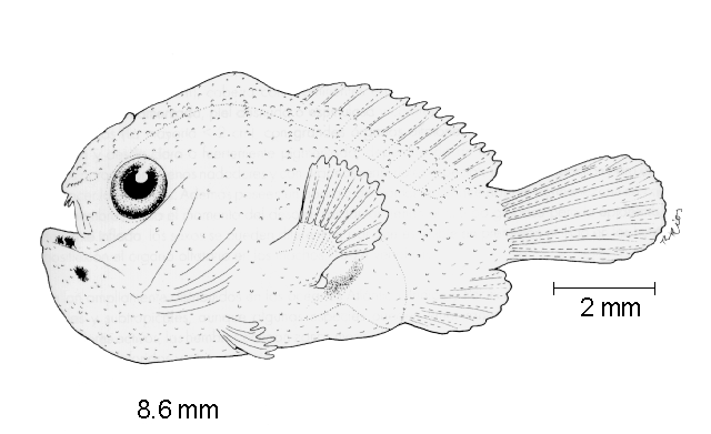 Abantennarius sanguineus