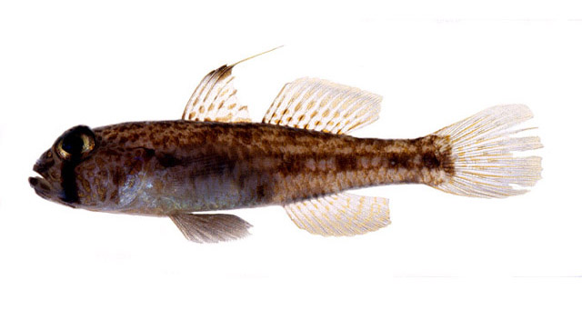 Ancistrogobius squamiceps