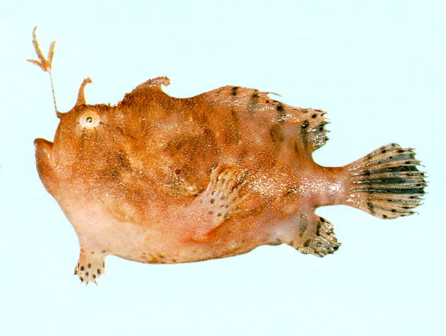 Antennarius striatus