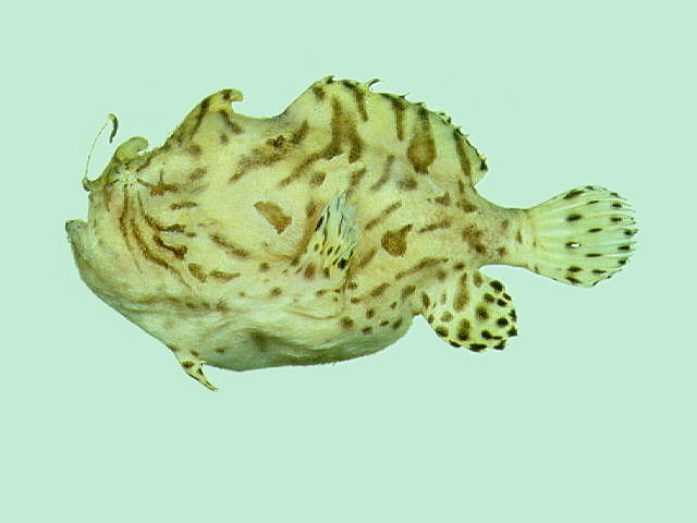 Antennarius striatus