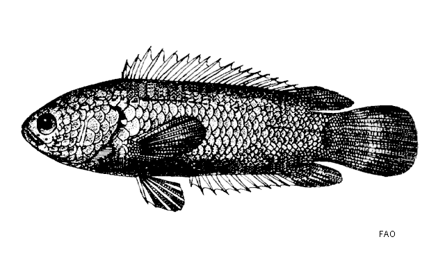 Anabas testudineus