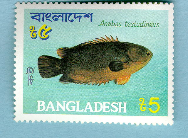 Anabas testudineus