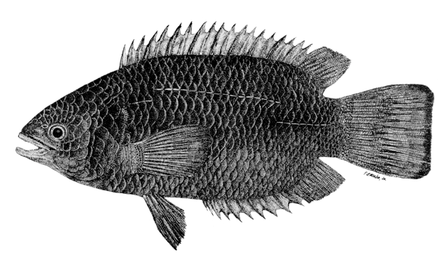 Anabas testudineus