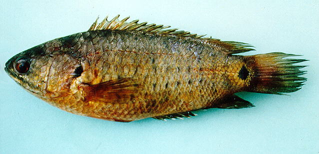 Anabas testudineus