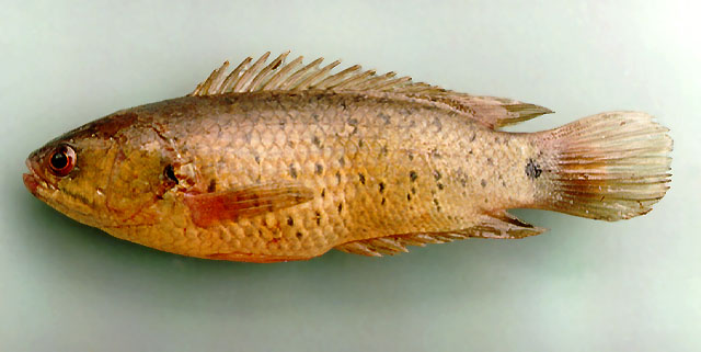 Anabas testudineus