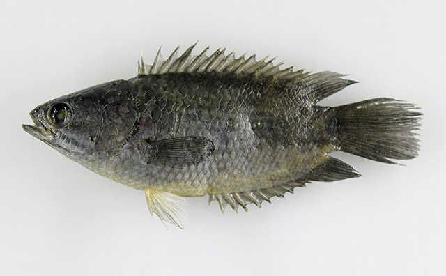 Anabas testudineus