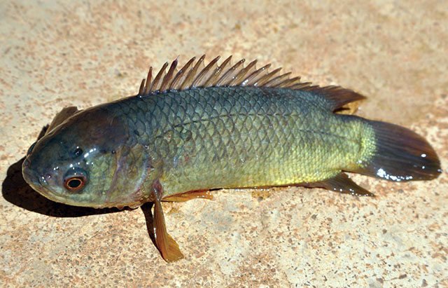 Anabas testudineus