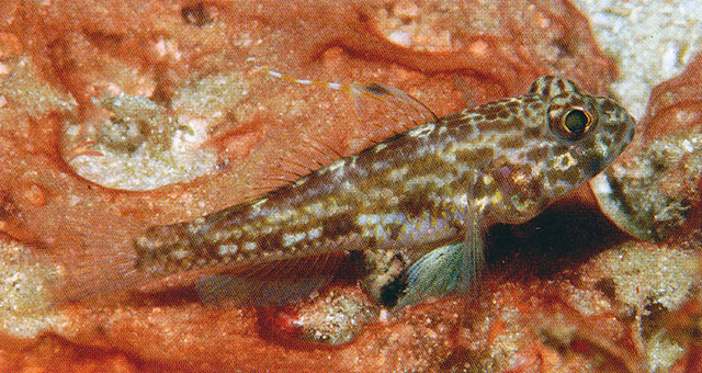 Ancistrogobius yanoi