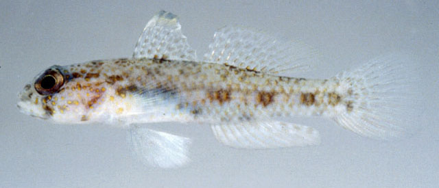 Ancistrogobius yoshigoui