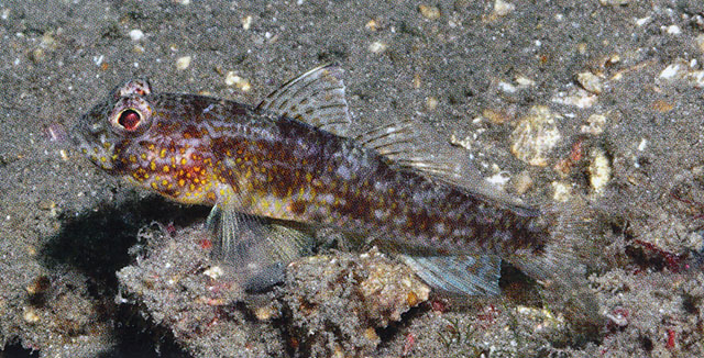 Ancistrogobius yoshigoui