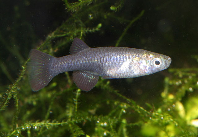 Micropanchax antinorii