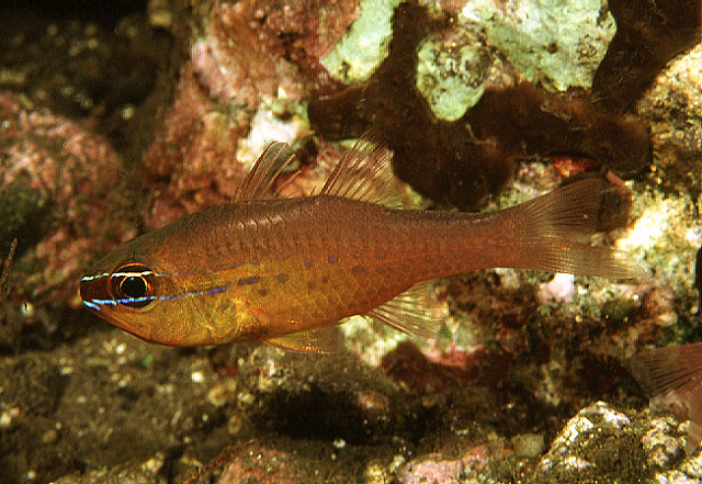 Ostorhinchus apogonoides