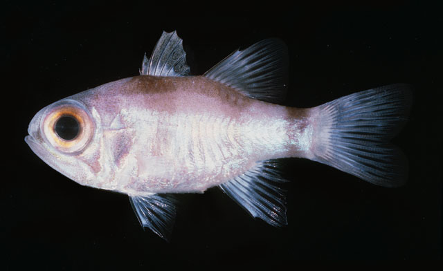 Nectamia bandanensis