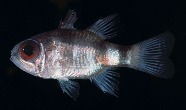 Nectamia bandanensis