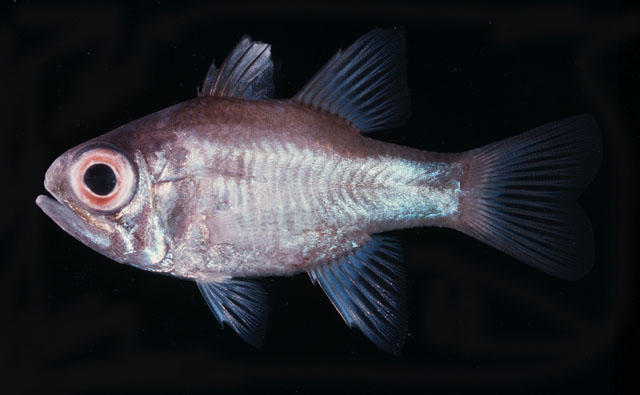 Nectamia bandanensis