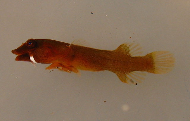 Apletodon barbatus