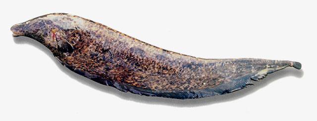 Apteronotus cuchillo