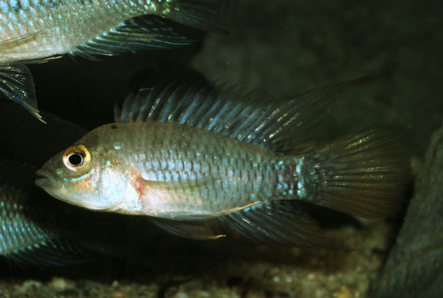 Apistogramma eunotus