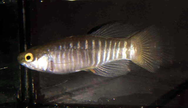 Aphanius fasciatus