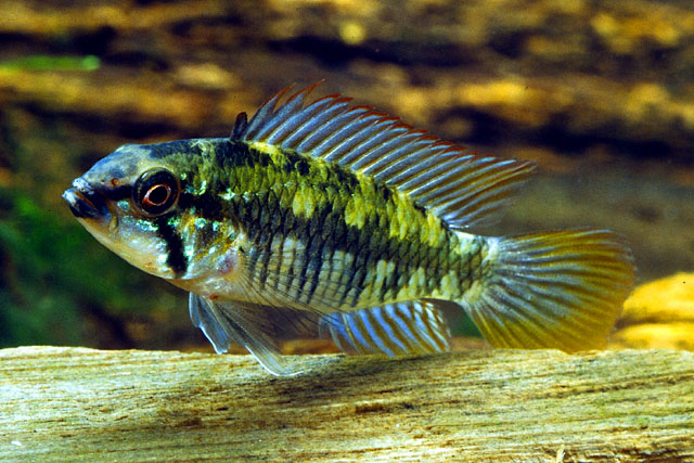 Apistogramma gossei